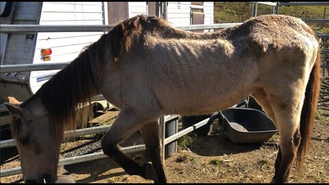 Arthur the rescue horse is dying. Review of Cleo's severe rain scald. Rain scald is healing