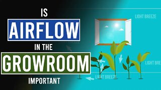 Importance of Good Airflow in Your Grow-room