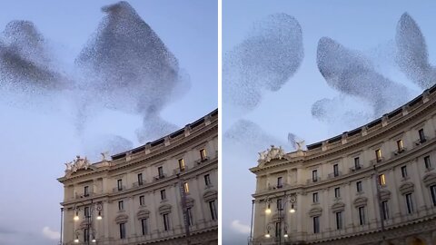 Mesmerizing bird murmuration captured on camera in Rome