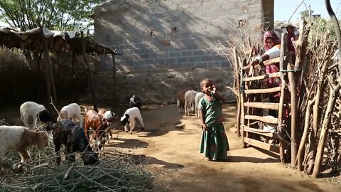 Children and woman in back yard with farm animals in Jodhpur