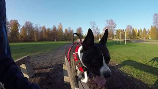 Athletic pit bull dominates military obstacle course