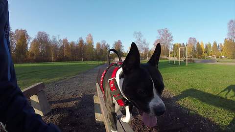 Athletic pit bull dominates military obstacle course