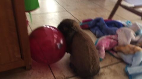 Bunny Plays with Balloon Until It Pops!