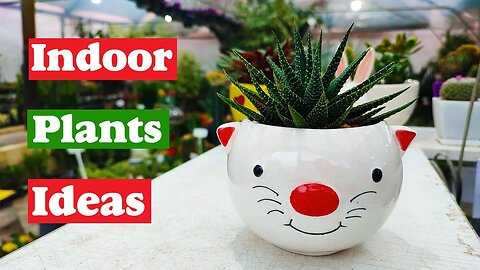 Indoor plants ideas | some interesting indoor plants ideas for home