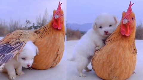 It's Cold Mother Chicken🐔 Is So Warm