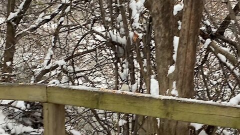 Hairy Wood Pecker hiding food