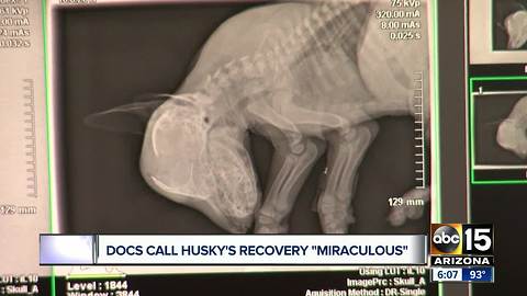 Doctors call Huskys recovery a miracle