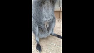 Funn Kangaroo #shorts #funnyaminals