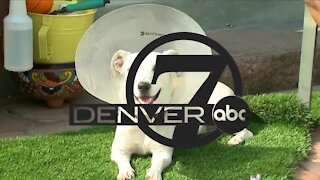 Denver7 News at 10PM Monday, July 19, 2021