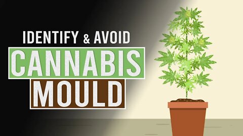 How to Identify & Avoid Cannabis Mould