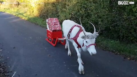 Un renne blanc apporte les cadeaux de Noël en Allemagne