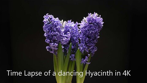 Time Lapse of a dancing Hyacinth in 4K