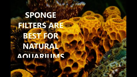 SPONGE FILTERS ARE THE BEST FILTER FOR A NATURAL AQUARIUM