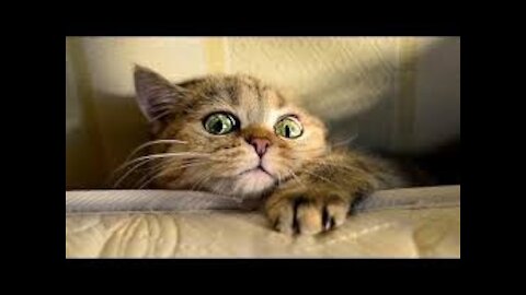 Cute Pets And Funny Animals Compilation HHH