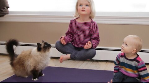 Yoga Is Healthy For Humans, But Are You Feline Flexible?