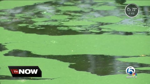 Martin County tourism leaders roll out campaign to help algae-impacted businesses