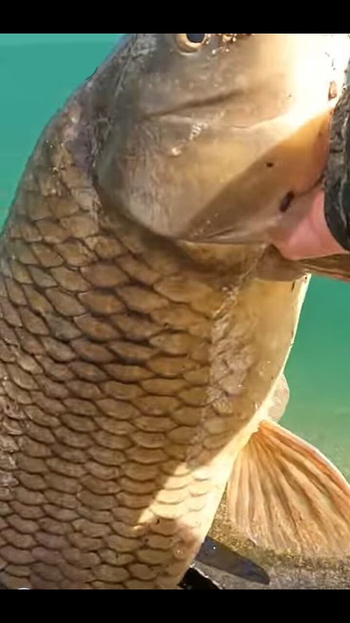 15 Pound Carp on Ultra Light Rod!