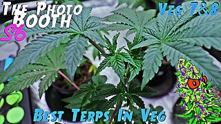 The Photo Booth S6 Ep. 5 | Veg 7 & 8 | Best Terps During Veg Ever!