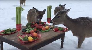 Zoo makes Christmas dinner for the deer
