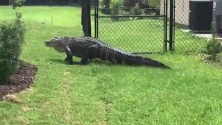 Gator creates quite a scene in Port St. Lucie