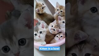 kitten in a bowl #short #kucingmeong #kucinglucu #kittensmeowing