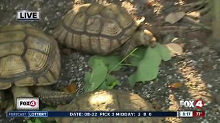 Rescued birds and reptiles find sanctuary at Everglades Wonder Gardens