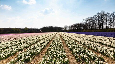 Selfie-Taking Millennials Are Killing Dutch Tulip Fields