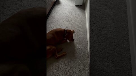 Obnoxious squeaky toy at 7 am - My Fox Red Lab waited by the door until I gave it #foxredlab