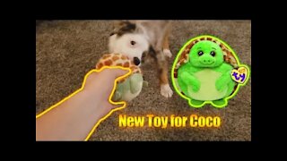 Coco's New Toy: Turtle