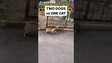 TWO DOGS vs ONE CAT