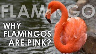 WHY FLAMINGOS ARE PINK? | AMAZING FACTS ABOUT FLAMINGO | FLAMINGO | ANIMAL | NATURE