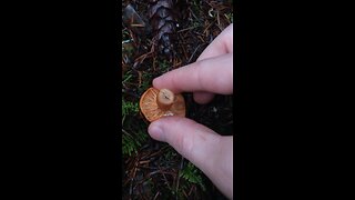 Milk cap Mushroom