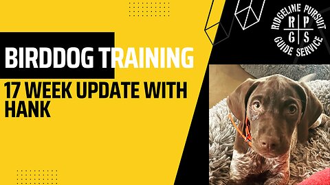 Birddog Training - 17 Week Update with Hank