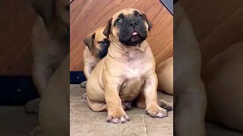 Cute Boerboel Puppies #shorts #doglover