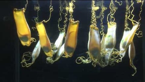 Have you ever seen shark eggs up close?