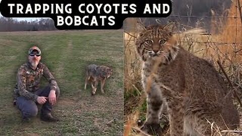 Catching Cow Killer Coyotes and Bobcat catch. Ep.15 #coyotes #trapping #bobcats