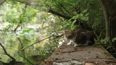 Cat Sits Next to a Pond