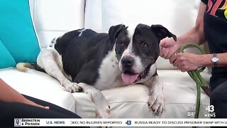 Pet of the week: Johnny Cage