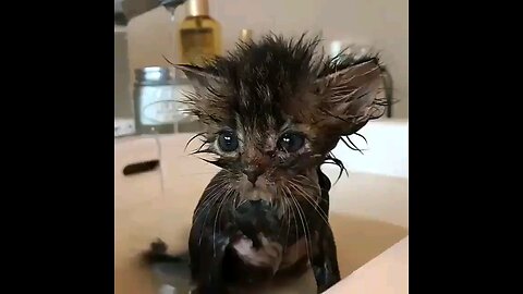 Bath time itty 🐱