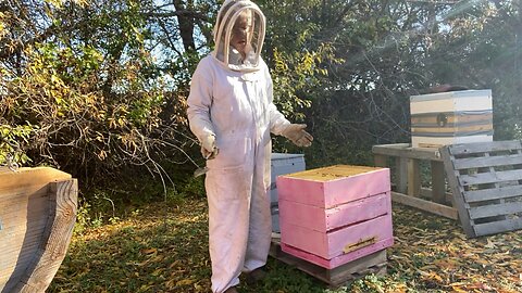 Inspecting farm house girls, mature colony, not impressed.