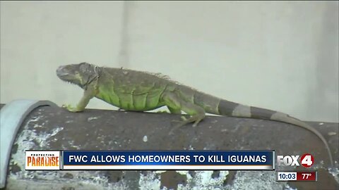 FWC encourages homeowners to kill green iguanas
