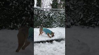 Rescue Doggo's FIRST SNOW!!!