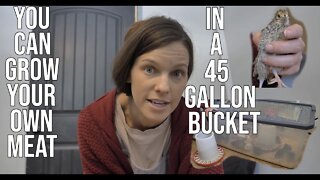 You Can Grow Your Own Meat In A 45 Gallon Bucket!/ Winter Storm 2021