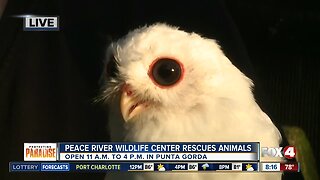 Peace River Wildlife Center rescues and rehabilitates thousands of animals every year