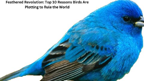 Feathered Revolution: Top 10 Reasons Birds Are Plotting to Rule the World