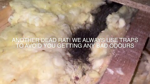 AFTER a RAT INFESTATION!!! What lurks below your LOFT INSULATION!!!