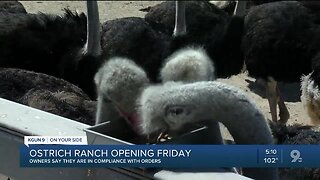 Ostrich Ranch opening Friday