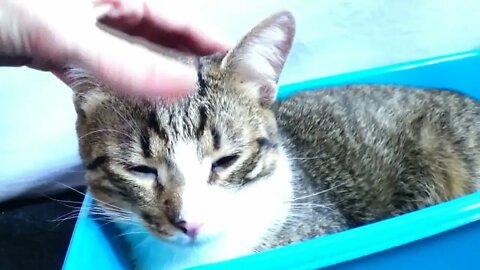 Cat ASMR, Fall Asleep Fast, Calming ASMR