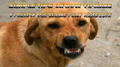 Simple Tips On How To Making A Friendly Dog Become Fully Aggressive
