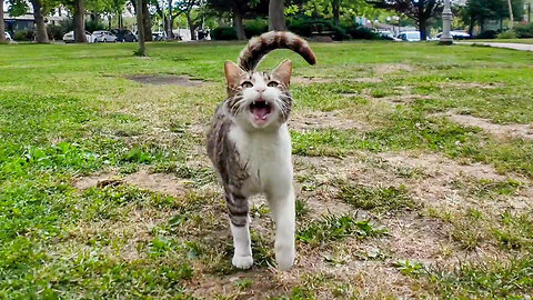 The kitten I met on the grass in the park was a very cuddly cat